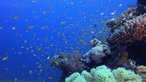 Marine Coral Colourful Garden