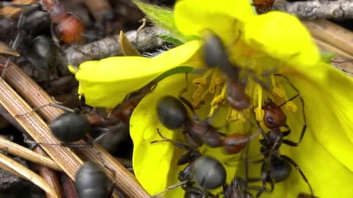 Ameisenkolonie im Nest im Wald, während sie gemeinsam arbeiten und Futter suchen