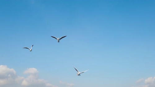 Seagulls Flying Freely in a Bright Blue Sky
