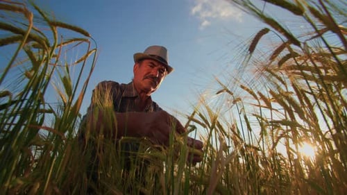 Analysis and Inspection of Wheat Crops in the Field By a Farmer or Agronomist