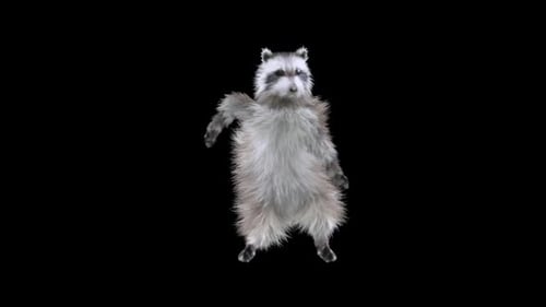 Dancing Raccoon Animated Character Loop