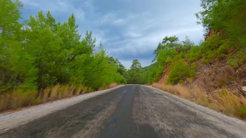 Auto Drive Forest (4K)