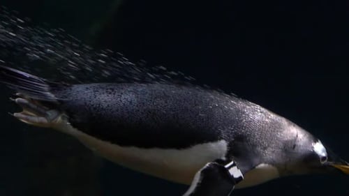 Gentoo Penguin Swimming Gracefully Underwater