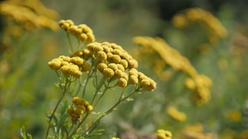 Close Up of Yellow Tansy Flowers in Nature