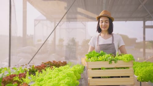 Portrait of Beautiful farmer girl carry box of vegetables green salad in hydroponic greenhouse farm.