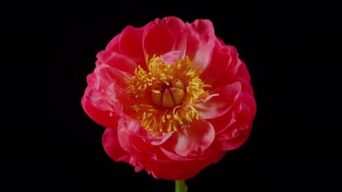 Time Lapse of a Pink Peony Blooming