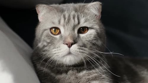 Cute Gray Striped Cat Lying Down