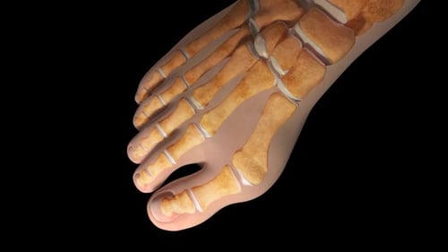 Human Foot Anatomy Skin to Bone Reveal