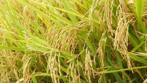 Spike Rice