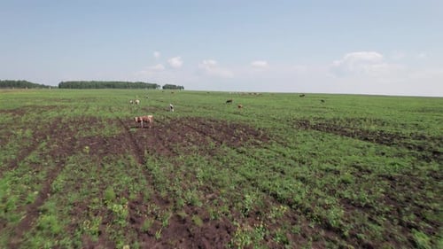 Cattle Grazing on Green Pasture, Aerial View