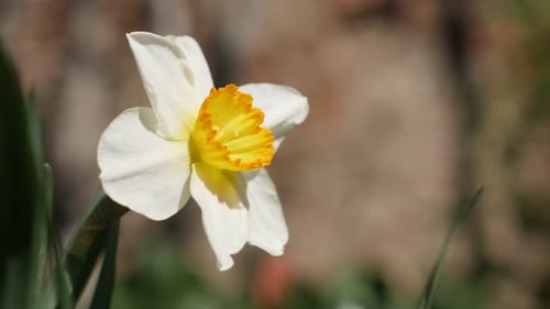 Close Up of White and Yellow Daffodil in Bloom