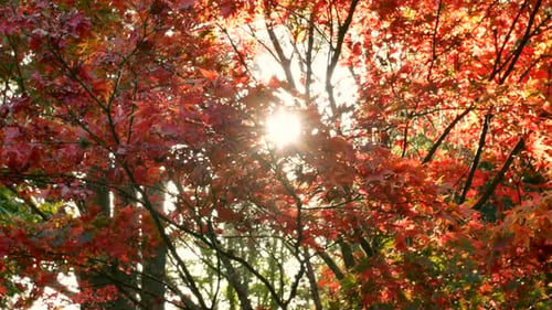 Herbst-Bäume