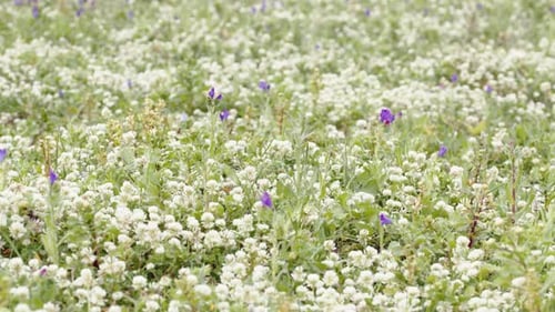Weiße Feldblumen früh am Morgen