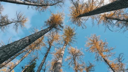 Camera Turns Among High Old Trees Under Blue Sky Bottom View