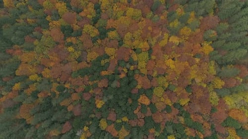 Colorfull background aerial forest in autumn