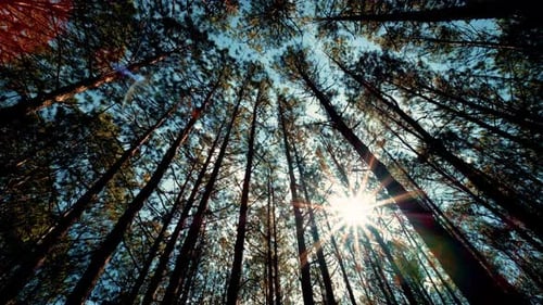 View up or bottom view of pine trees in the forest in the sunshine
