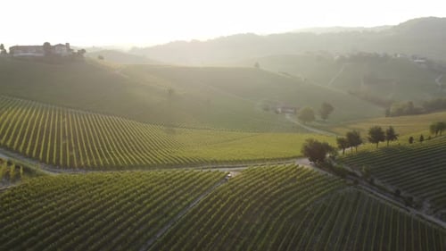 Vineyards on Rolling Hills at Sunrise