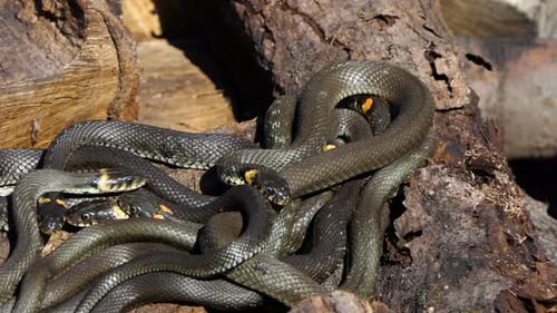 Pile of Non-Venomous Snakes on Tree Logs