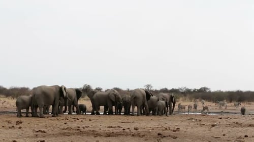 African Elephants at Watering Hole with Zebra