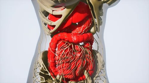 3D Human Torso Anatomy Animation of Internal Organs and Nervous System