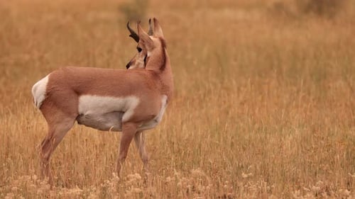 Pronghorn in Yellowstone National Park