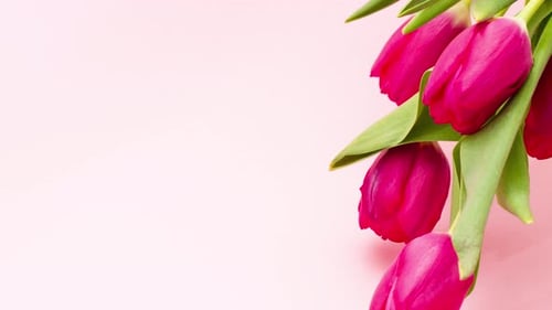 Vibrant Red Tulips on Pink Background