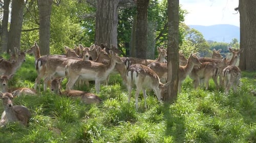Hirschherde entspannt sich im Schatten des Baumes im Wald von Dublin, Irland