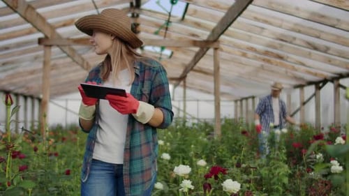 Team Work of Colleagues Modern Rose Farmers Walk Through the Greenhouse with a Plantation of Flowers