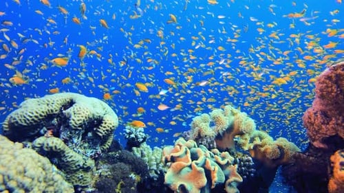 Underwater Scene