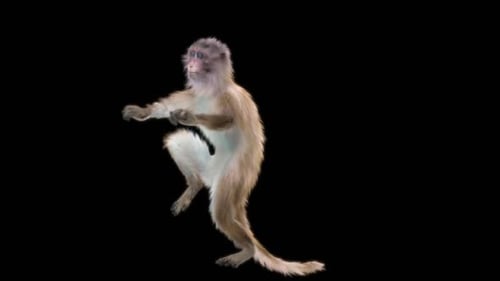 Monkey Dance HD