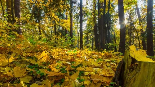 Autumn Forest Pan
