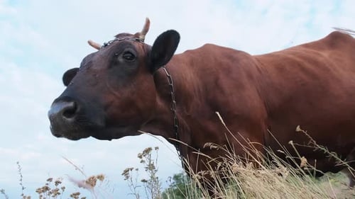 Cow Grazing on the Meadow and Looking on Camera on Sky Background at Sunny Day
