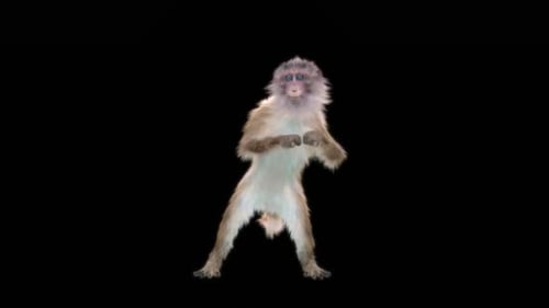 Monkey Dance HD