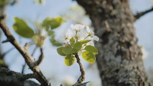 Spring Apple Flowers on Apple Branch Trees Blossom in the Garden Super Slow Motion