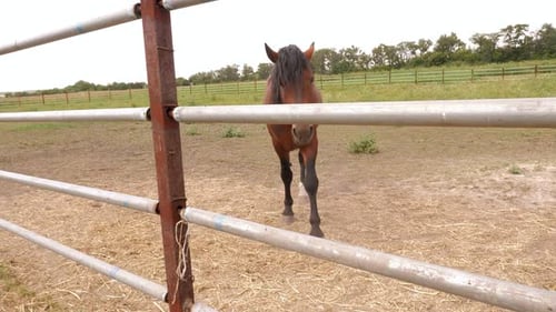 Schöne braune Pferde auf einer Koppel in einem Feld im Sommer, die Heu essen