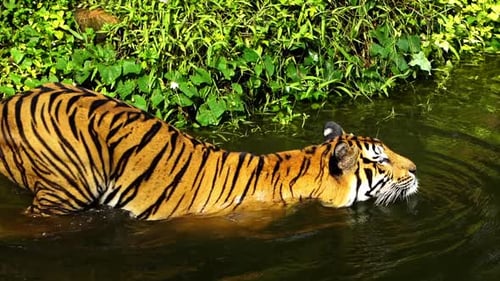 slow-motion of Bengal tiger (Panthera tigris tigris) was swimming in pond