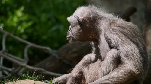 Chimpanzee Sitting on the Ground in the Daytime