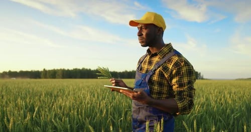 Farmer Inspecting Golden Wheat Crop with Tablet