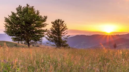 Wonderful Forest and Grassy Meadow at Sunset