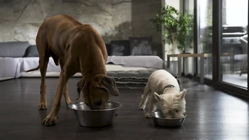 Two Dogs Eating from Bowls Indoors