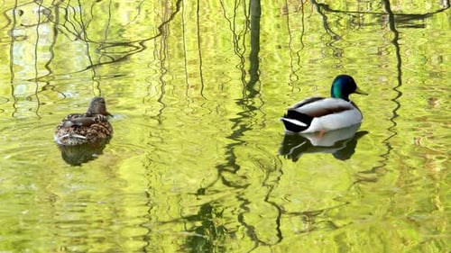 Ducks Swim on Lake Close Up