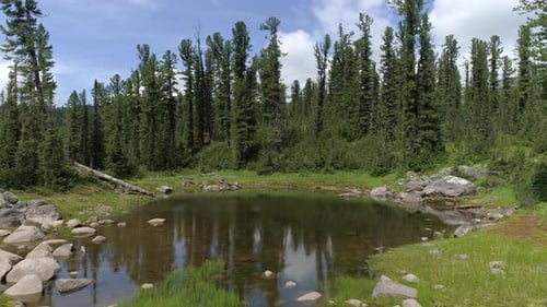 Forest Lake