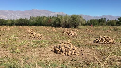 Haufen geernteter Zuckerrüben nach Feld im Herbst