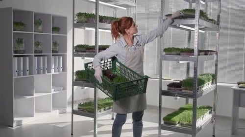 Preparing for Sale Young Female Farmer Puts Containers of Ripe Micro Green in a Box on Background