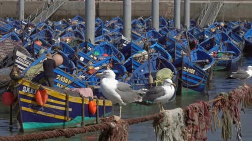 Fishing Boats in Port of Essaouira and Seagulls