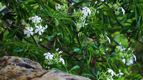 Frangipani Flowers are a common sight around Vietnam and Southeast Asia