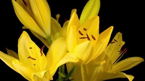 Close Up of Yellow Lily Flowers Blooming