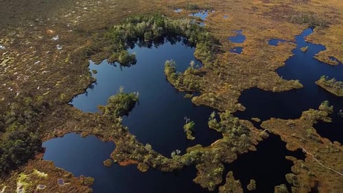Aerial birdseye view of Dunika peat bog (mire) with small ponds in sunny autumn day, wide drone shot