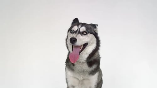 Husky Dog Portrait with Heterochromia on White