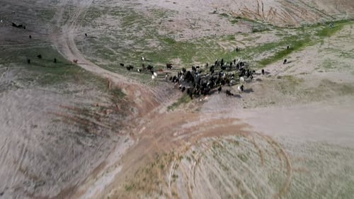 Fly over a grouped herd of black and white goat and sheep, desert, Israel